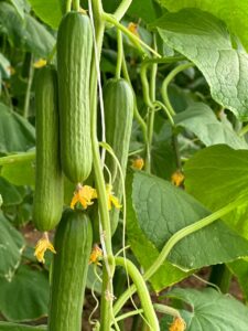 Cucumber QSC-102 F1