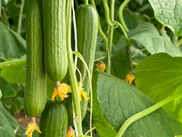 Cucumber QSC-102 F1