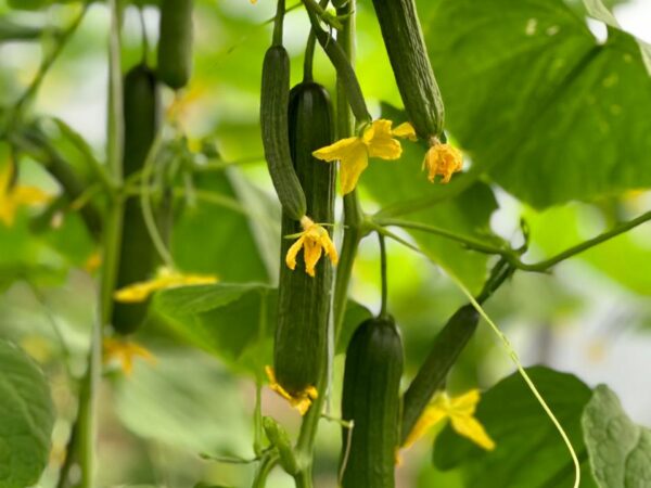 Cucumber QSC-104 F1