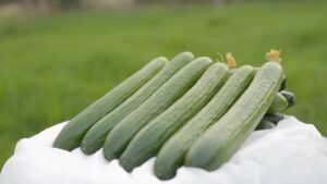 Cucumber QSC-107 F1