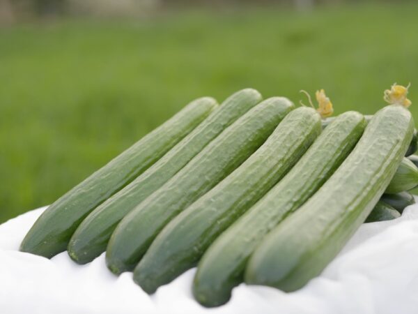 Cucumber QSC-107 F1