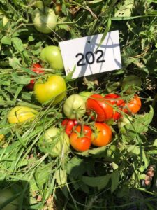 Tomato QST-202 F1