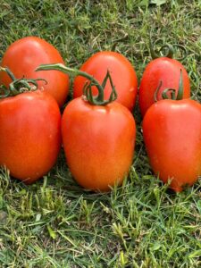 Tomato QST-203 F1