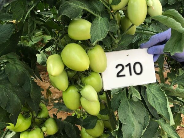 Tomato QST-210 F1