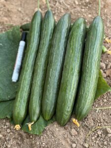 Cucumber QSC-114 F1