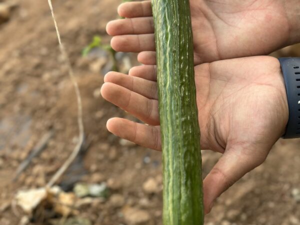 Cucumber QSC-114 F1