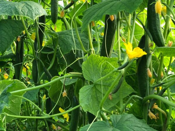 Cucumber QSC-108 F1