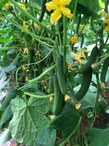 Cucumber QSC-110 F1