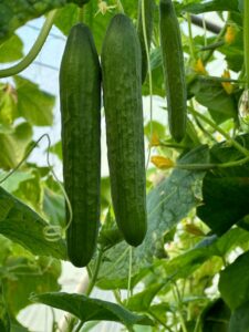 Cucumber QSC-109 F1