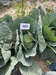 Cabbage QSCAB-1101 F1