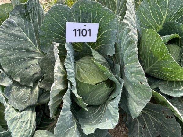 Cabbage QSCAB-1101 F1