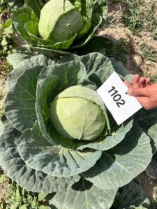 Cabbage QSCAB-1102 F1