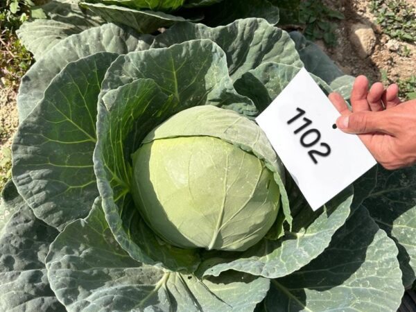 Cabbage QSCAB-1102 F1