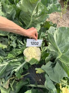 Cauliflower QSCA-1202 F1