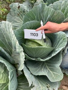 Cabbage QSCAB-1103 F1