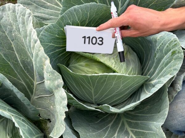 Cabbage QSCAB-1103 F1