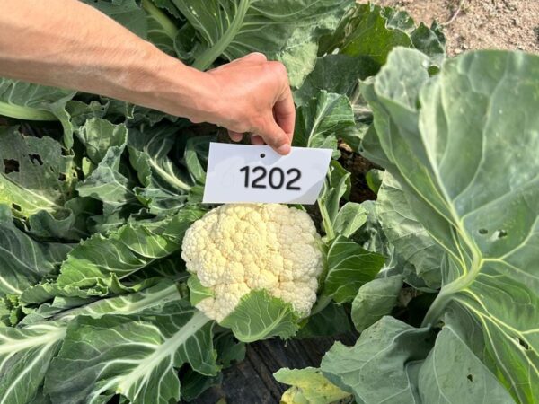 Cauliflower QSCA-1202 F1