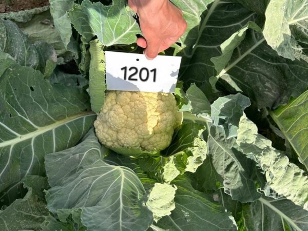 Cauliflower QSCA-1201 F1