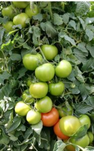 Tomato QST-207 F1