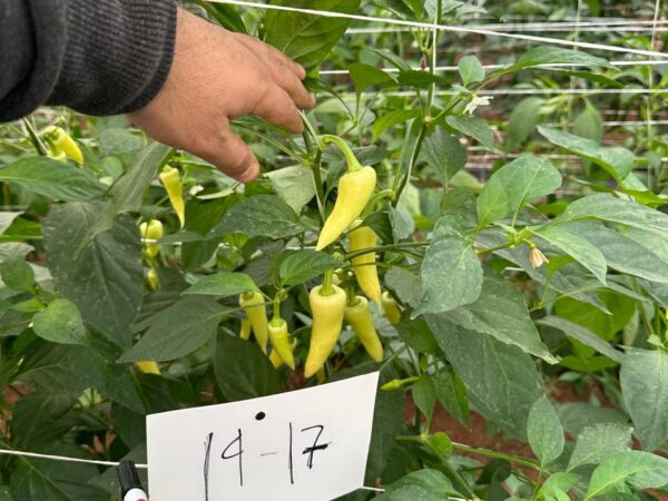 Hot Pepper QSHP-506 F1