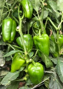 Sweet Pepper QSSP-508 F1