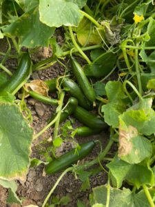 Cucumber 925 F1: A high-performing open field cucumber hybrid suitable for spring and autumn seasons. Produces deep green fruits with strong plant vigor, good branching, and excellent disease tolerance.