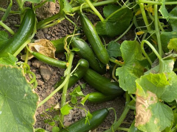 Cucumber 925 F1: A high-performing open field cucumber hybrid suitable for spring and autumn seasons. Produces deep green fruits with strong plant vigor, good branching, and excellent disease tolerance.